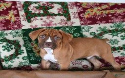 Boxer dogs for sale: Tank Rare Color - Image 8