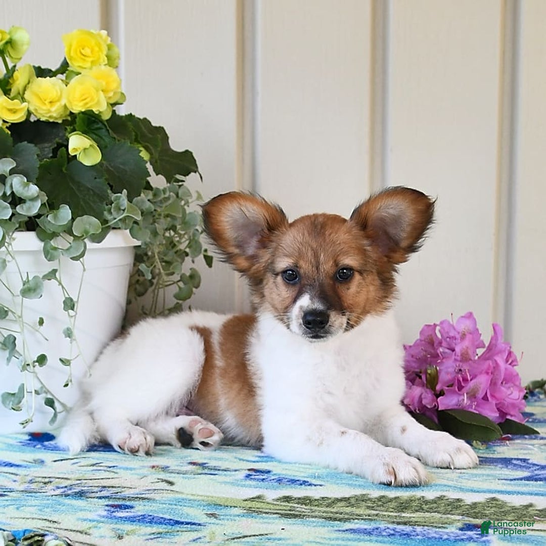 Papillon dogs for sale: Pongo - Image 15