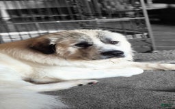 Great Pyrenees dogs for sale: Black - Image 15