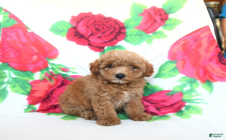 Toy Poodle dogs for sale - Ad 2