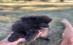 Pomeranian dogs for sale: Hudson - Image 2