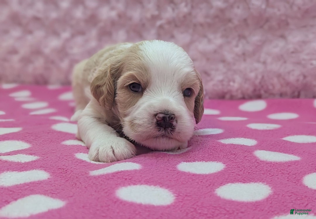 Cockapoo dogs for sale: Chris - Image 16