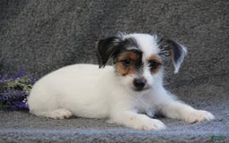 Yorkshire Terrier dogs for sale: Teeko - Image 8