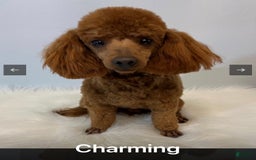 Miniature Poodle dogs for sale: Charming - Image 4