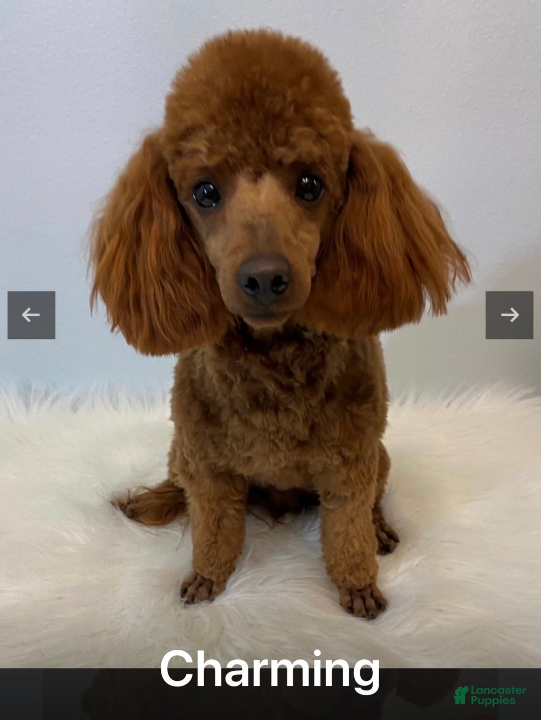 Miniature Poodle dogs for sale: Charming - Image 4