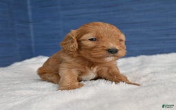 Cavapoo dogs for sale: Cavapoo 6 puppies - Image 25