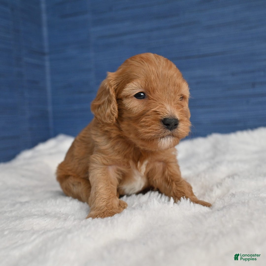 Cavapoo dogs for sale: Cavapoo 6 puppies - Image 25