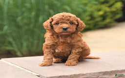 Cockapoo dogs for sale: Melody - Image 2