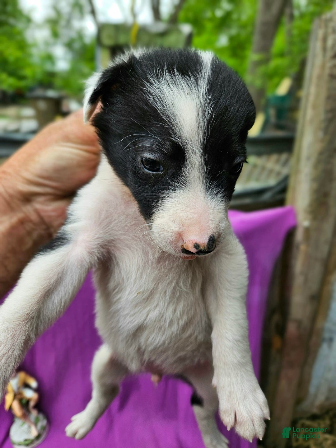 Border Collie dogs for sale: Fasti - Image 9