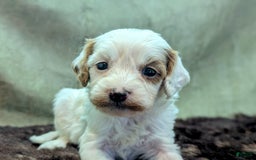 Cavapoo dogs for sale: Forky - Image 21