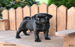 Pug dogs for sale: Pug 6 puppies - Image 16