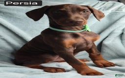 Doberman Pinscher dogs for sale: Persia - Image 5
