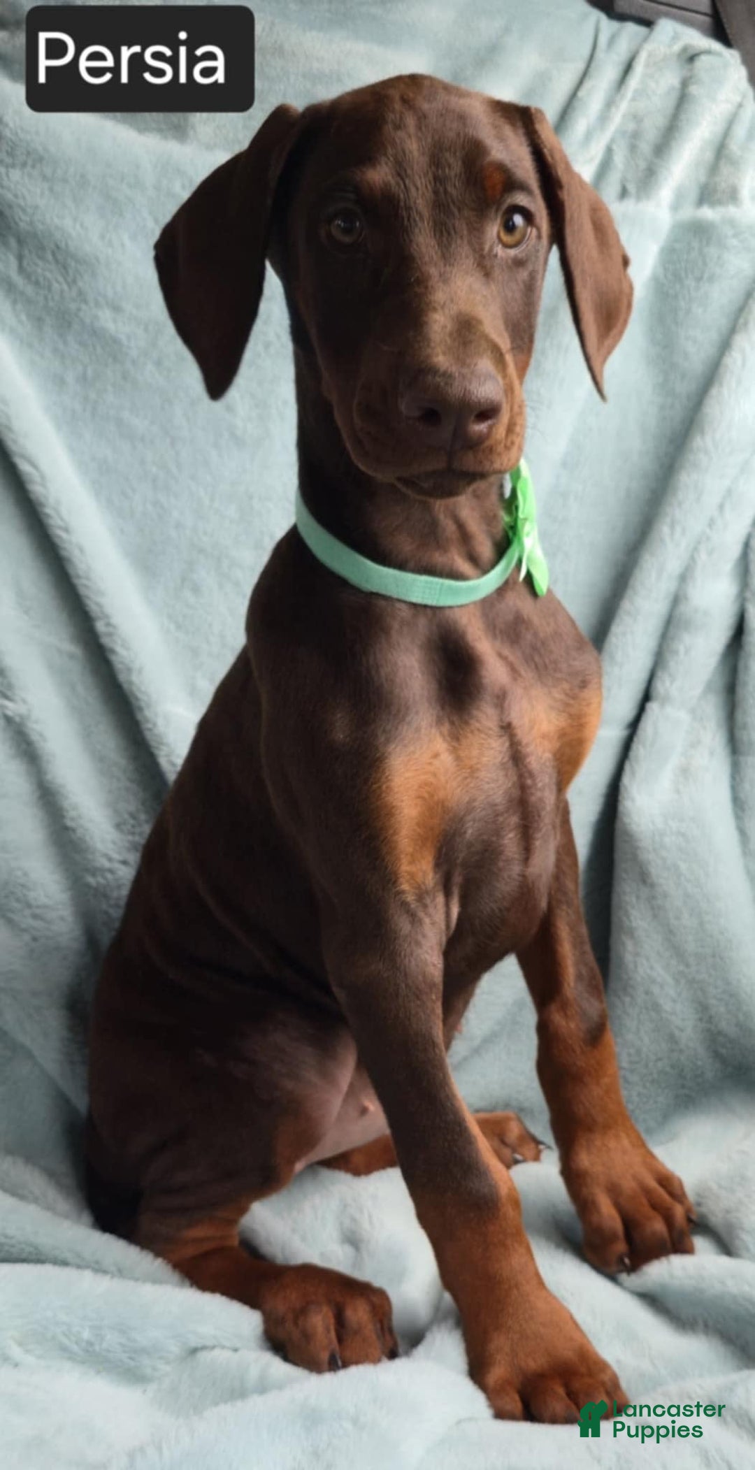 Doberman Pinscher dogs for sale: Persia - Image 5