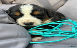 Bernese Mountain Dog dogs for sale: Aqua - Image 2