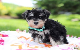 Miniature Schnauzer dogs for sale: Denver - Image 5