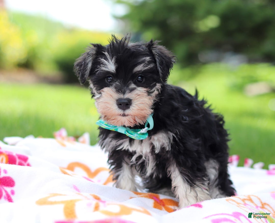 Miniature Schnauzer dogs for sale: Denver - Image 5