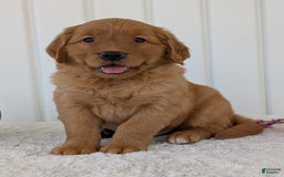 Golden Retriever dogs for sale: Parker - Image 6