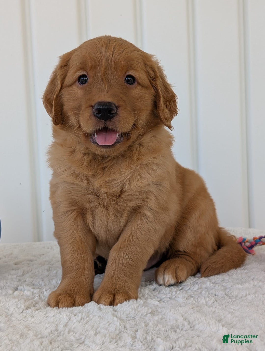 Golden Retriever dogs for sale: Parker - Image 6