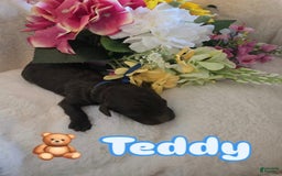 Toy Poodle dogs for sale: Teddy - Image 4