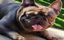 French Bulldog dogs for sale: Nil - Image 4
