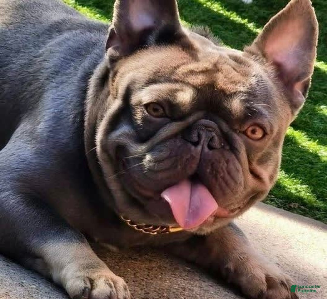 French Bulldog dogs for sale: Nil - Image 4