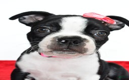 Frenchton dogs for sale: Bailey - Image 4