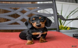 Miniature Dachshund dogs for sale: Axle - Image 1