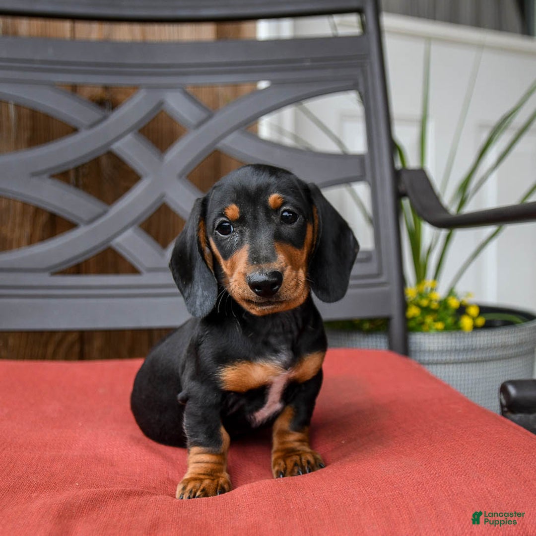 Miniature Dachshund dogs for sale: Axle - Image 1