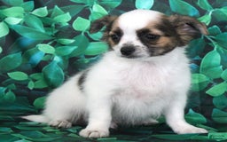 Chihuahua dogs for sale: Skeeter - Image 8