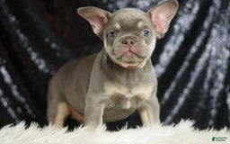 French Bulldog dogs for sale: Lilac - Image 5