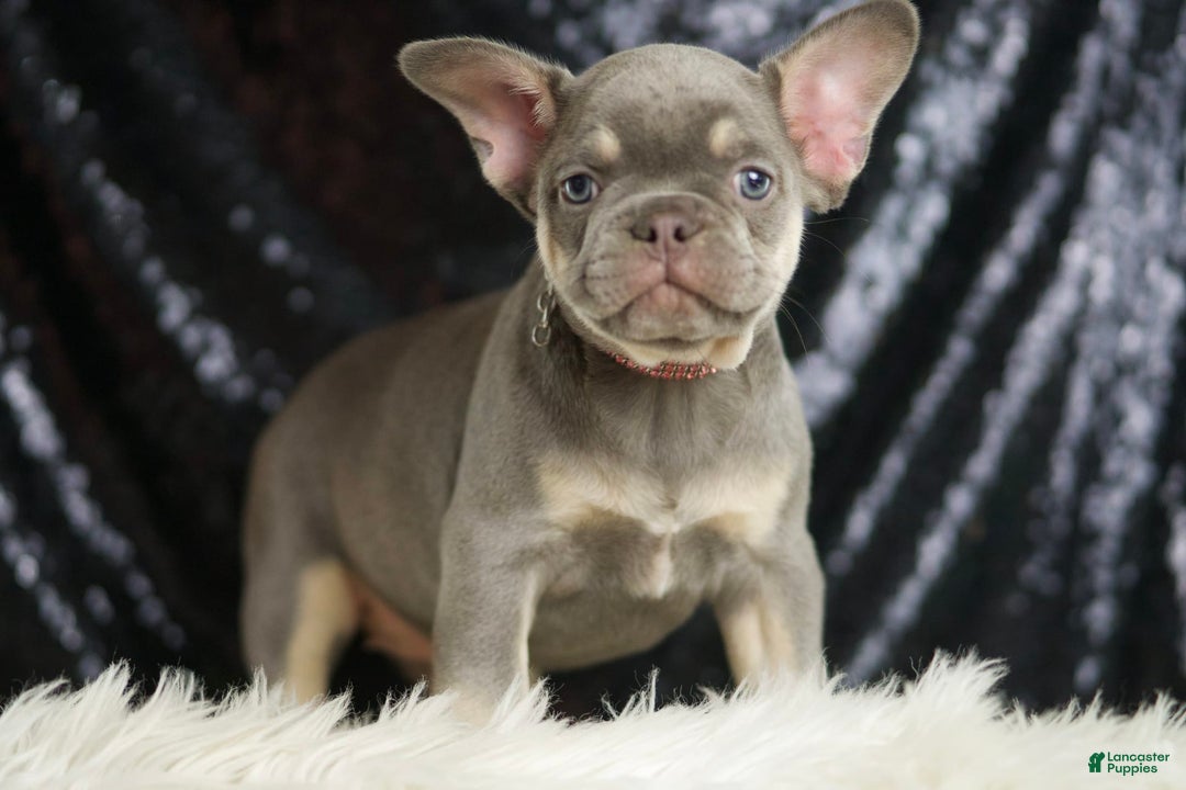 French Bulldog dogs for sale: Lilac - Image 5