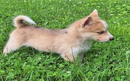 Gerberian Shepsky dogs for sale: Sparky - Image 5