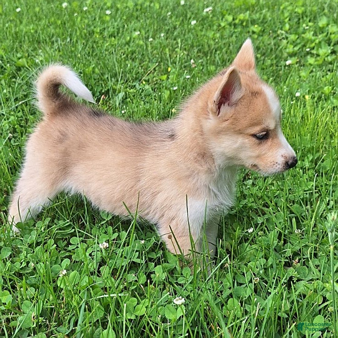 Gerberian Shepsky dogs for sale: Sparky - Image 5