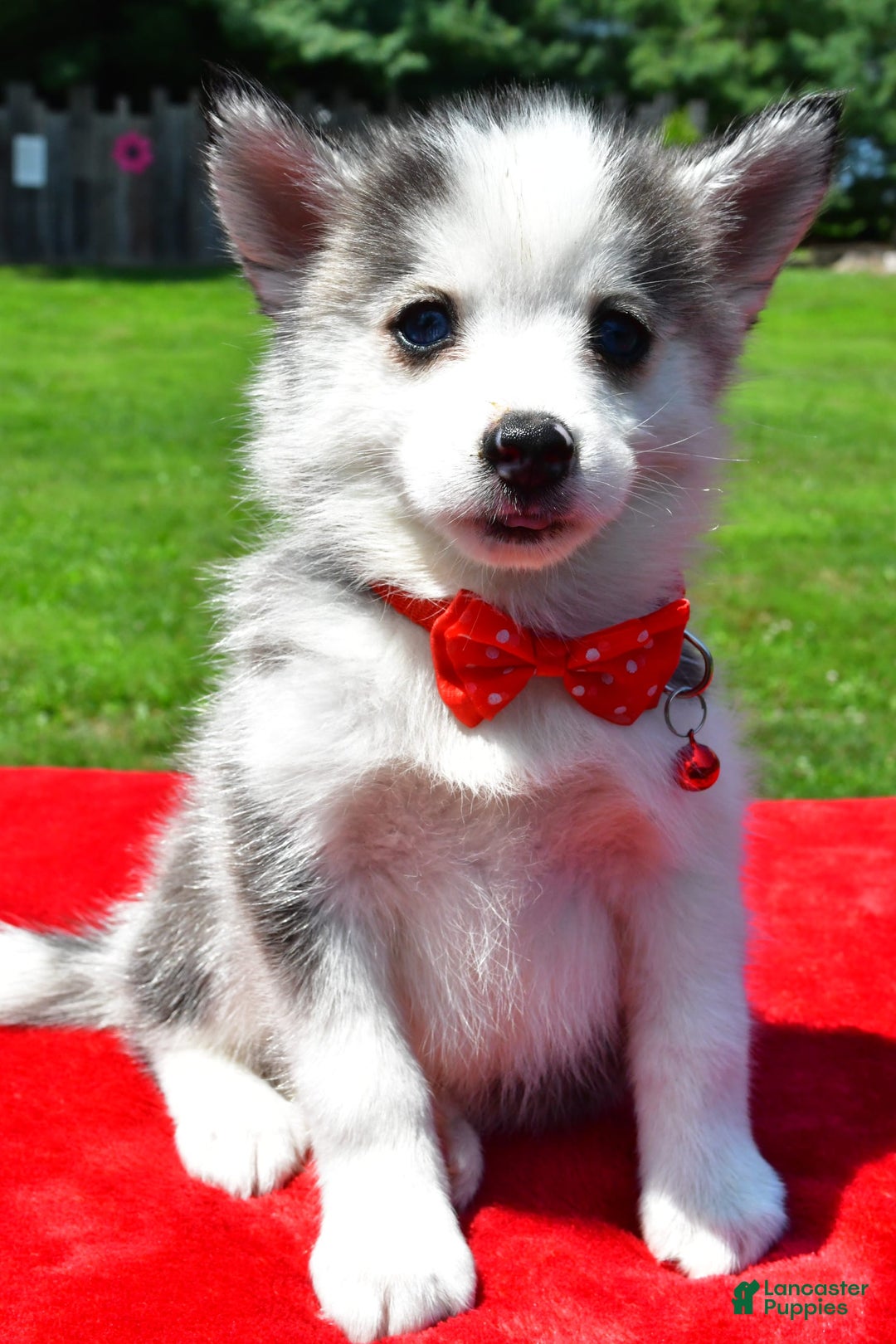 Pomsky dogs for sale: Carson - Image 1
