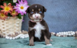 Miniature Australian Shepherd dogs for sale: Gracie - Image 3