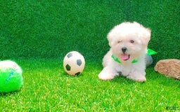 Maltipoo dogs for sale: Cookie - Image 21