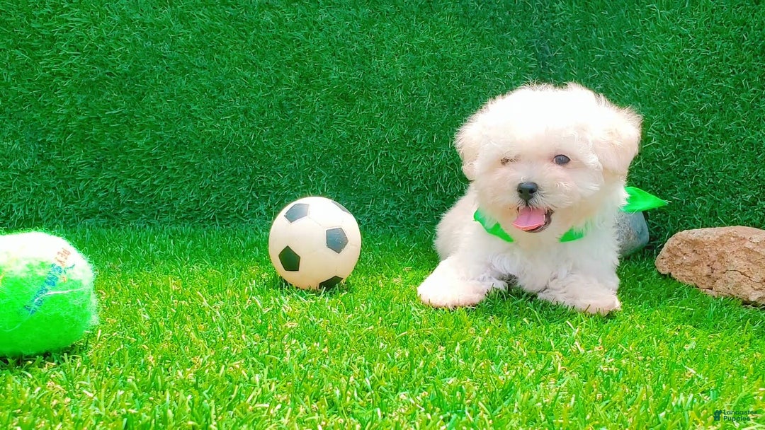 Maltipoo dogs for sale: Cookie - Image 21