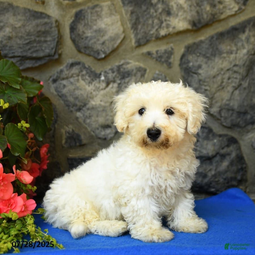 Bichon Frise dogs for sale: Tyler - Image 3