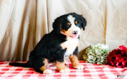 Bernese Mountain Dog dogs for sale: Lily - Image 2