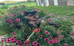 Yorkshire Terrier dogs for sale: Macy - Image 5