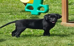 Labrador Retriever dogs for sale: Clover - Image 5