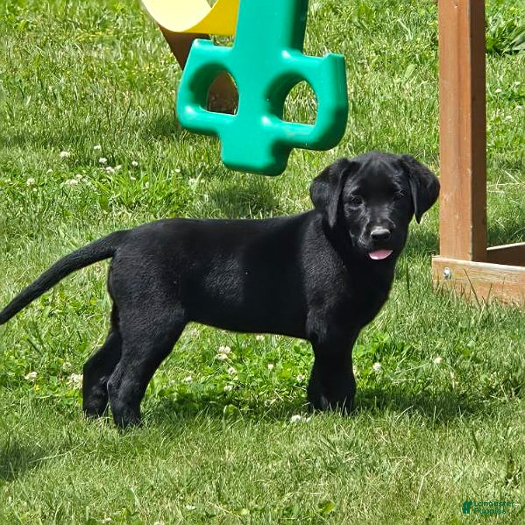 Labrador Retriever dogs for sale: Clover - Image 5