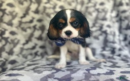 Cavalier King Charles Spaniel dogs for sale: Beans - Image 3