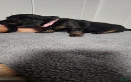 Miniature Dachshund dogs for sale: Maya - Image 1