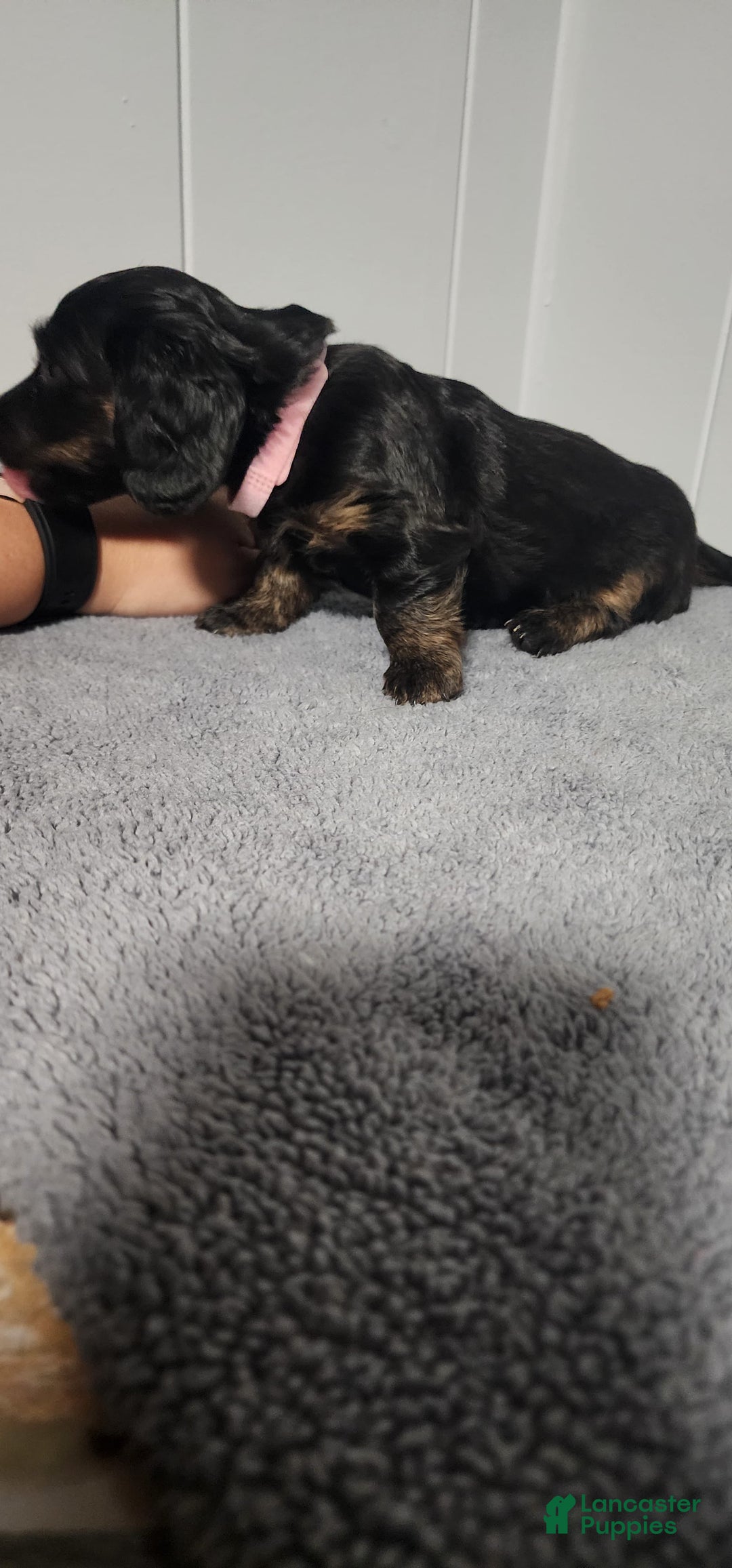 Miniature Dachshund dogs for sale: Maya - Image 1