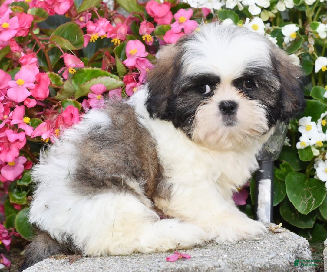 Shih Tzu dogs for sale: Denver - Image 8