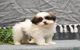 Shihpoo dogs for sale: Moose - Image 1