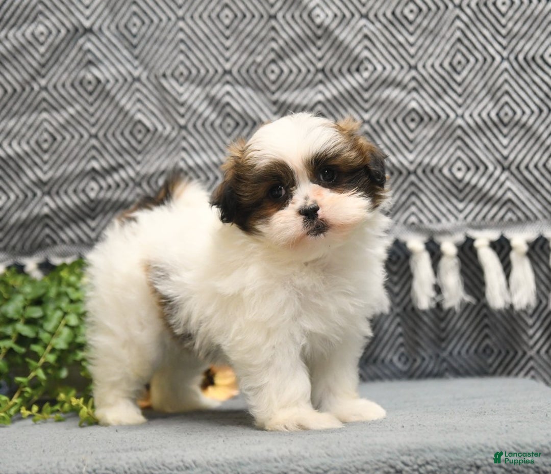 Shihpoo dogs for sale: Moose - Image 1
