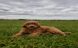 Mini Goldendoodle dogs for sale: Milo F1b - Image 20