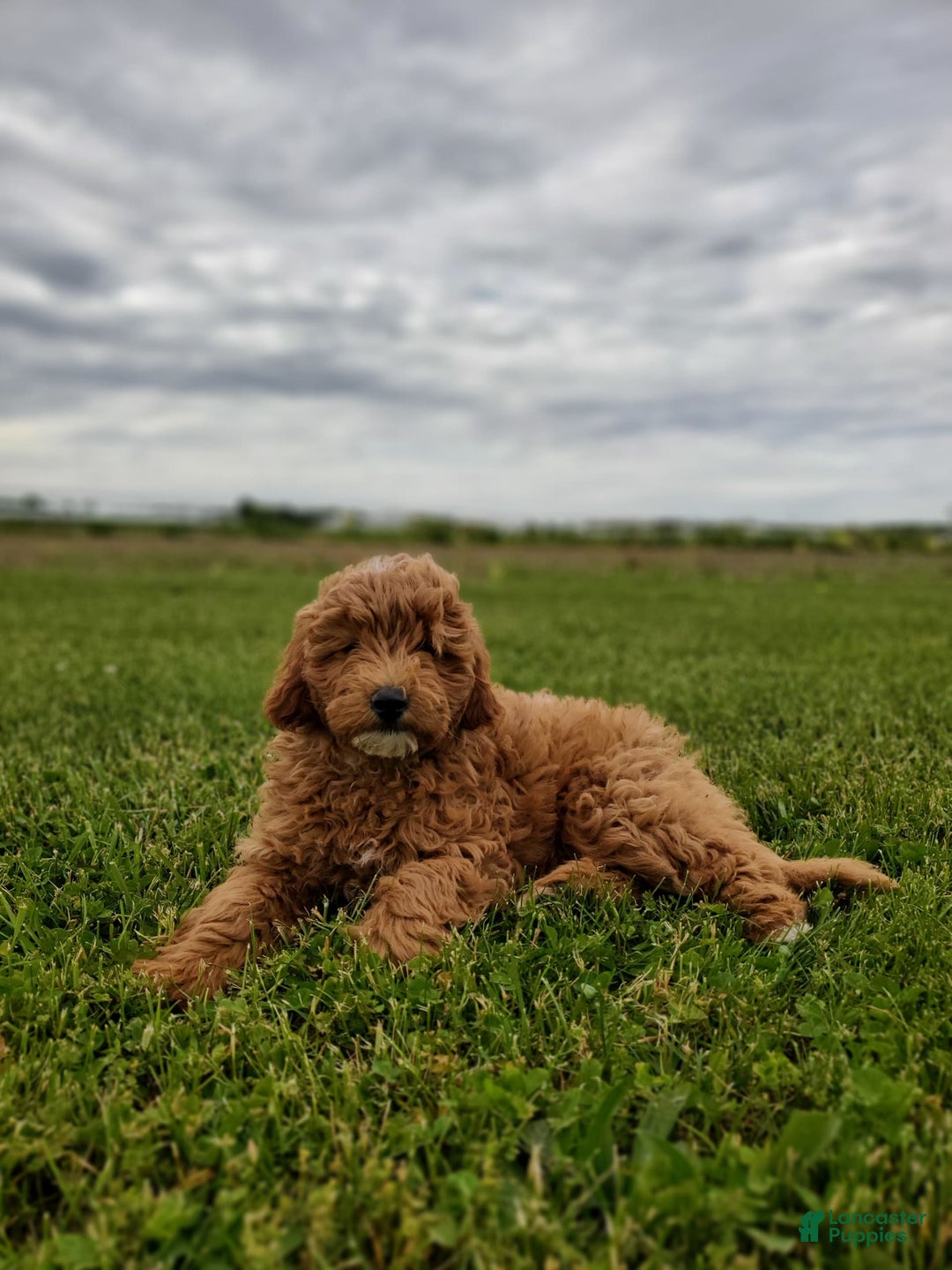 Mini Goldendoodle dogs for sale: Milo F1b - Image 20
